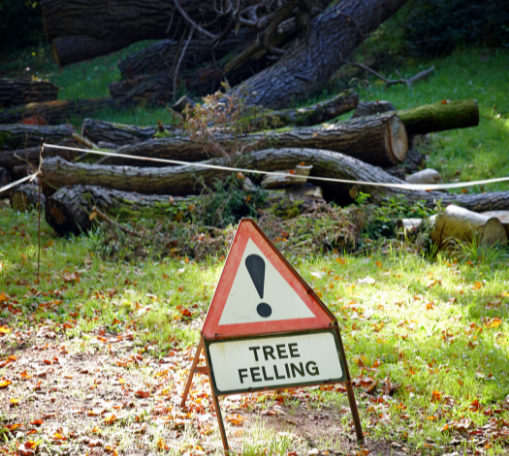 Tree Felling