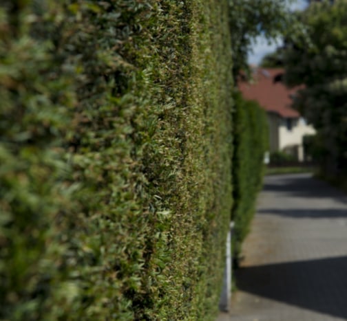 This is a photo of hedge cutting being carried out in Harrogate, North Yorkshire by The Tree Surgeon Harrogate.