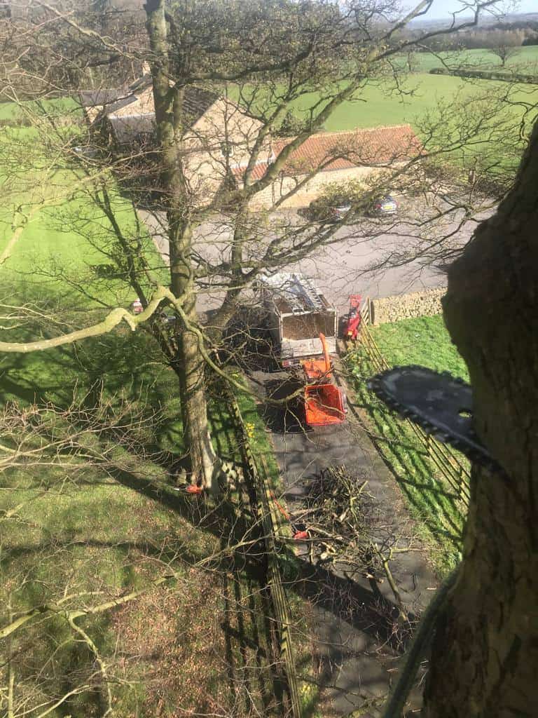 This is a photo of tree surgery being carried out in Harrogate, North Yorkshire by The Tree Surgeon Harrogate.