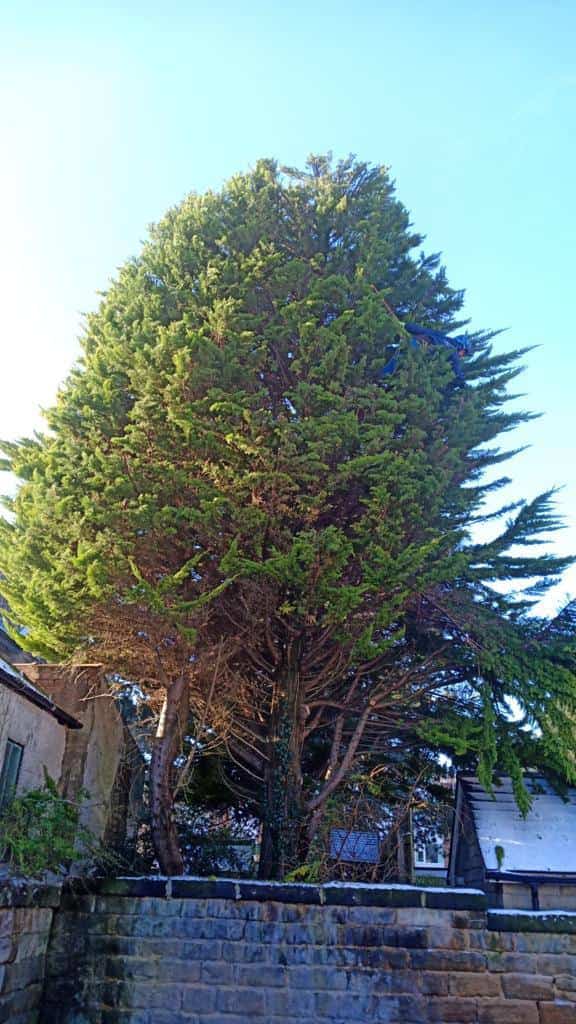 This is a photo of tree crown reduction being carried out in Harrogate, North Yorkshire by The Tree Surgeon Harrogate.