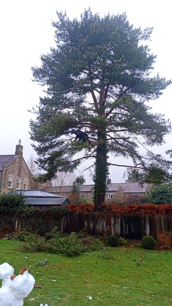 This is a photo of tree crown reduction being carried out in Harrogate, North Yorkshire by The Tree Surgeon Harrogate.