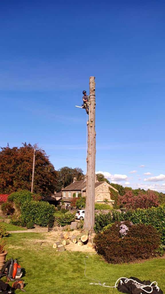 This is a photo of tree felling being carried out in Harrogate, North Yorkshire by The Tree Surgeon Harrogate.