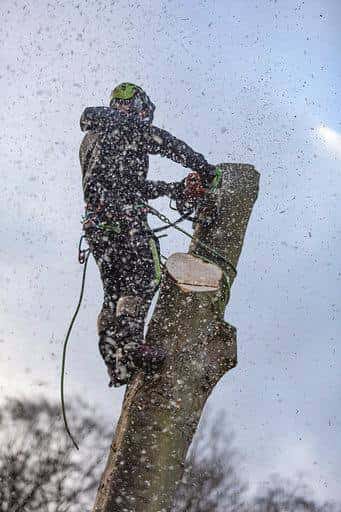 This is a photo of tree felling being carried out in Harrogate, North Yorkshire by The Tree Surgeon Harrogate.