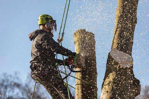 This is a photo of tree felling being carried out in Harrogate, North Yorkshire by The Tree Surgeon Harrogate.