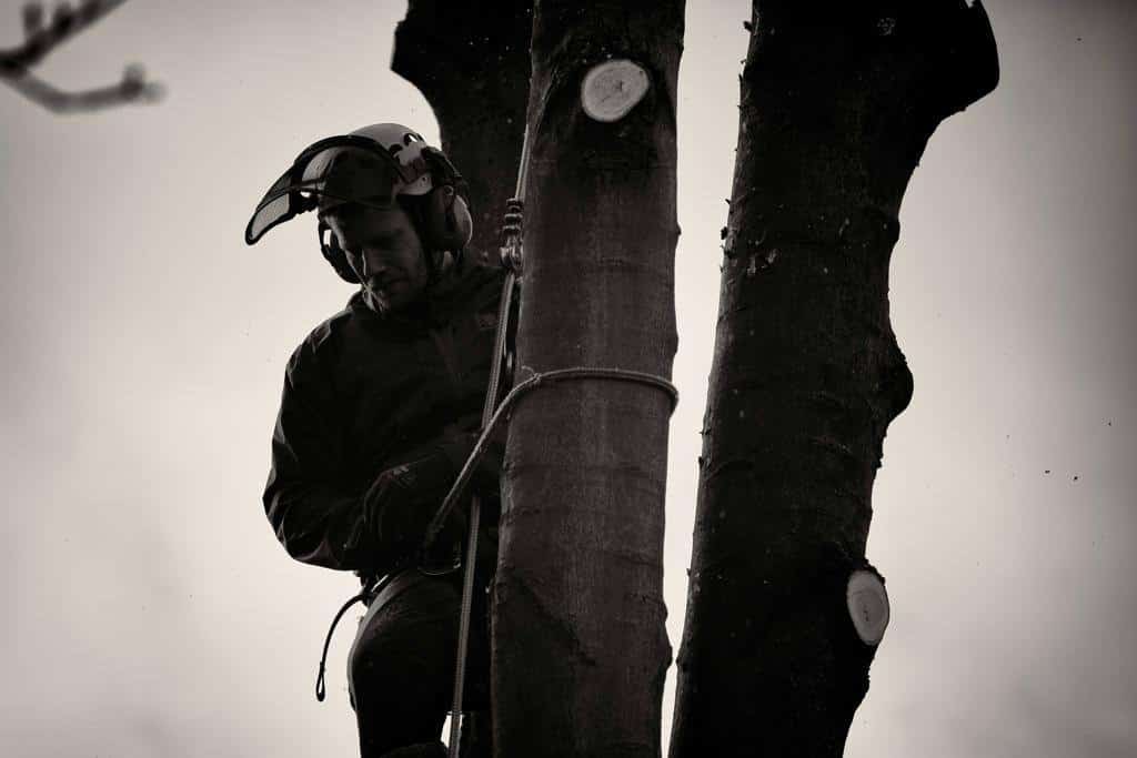 This is a photo of tree surgery being carried out in Harrogate, North Yorkshire by The Tree Surgeon Harrogate.